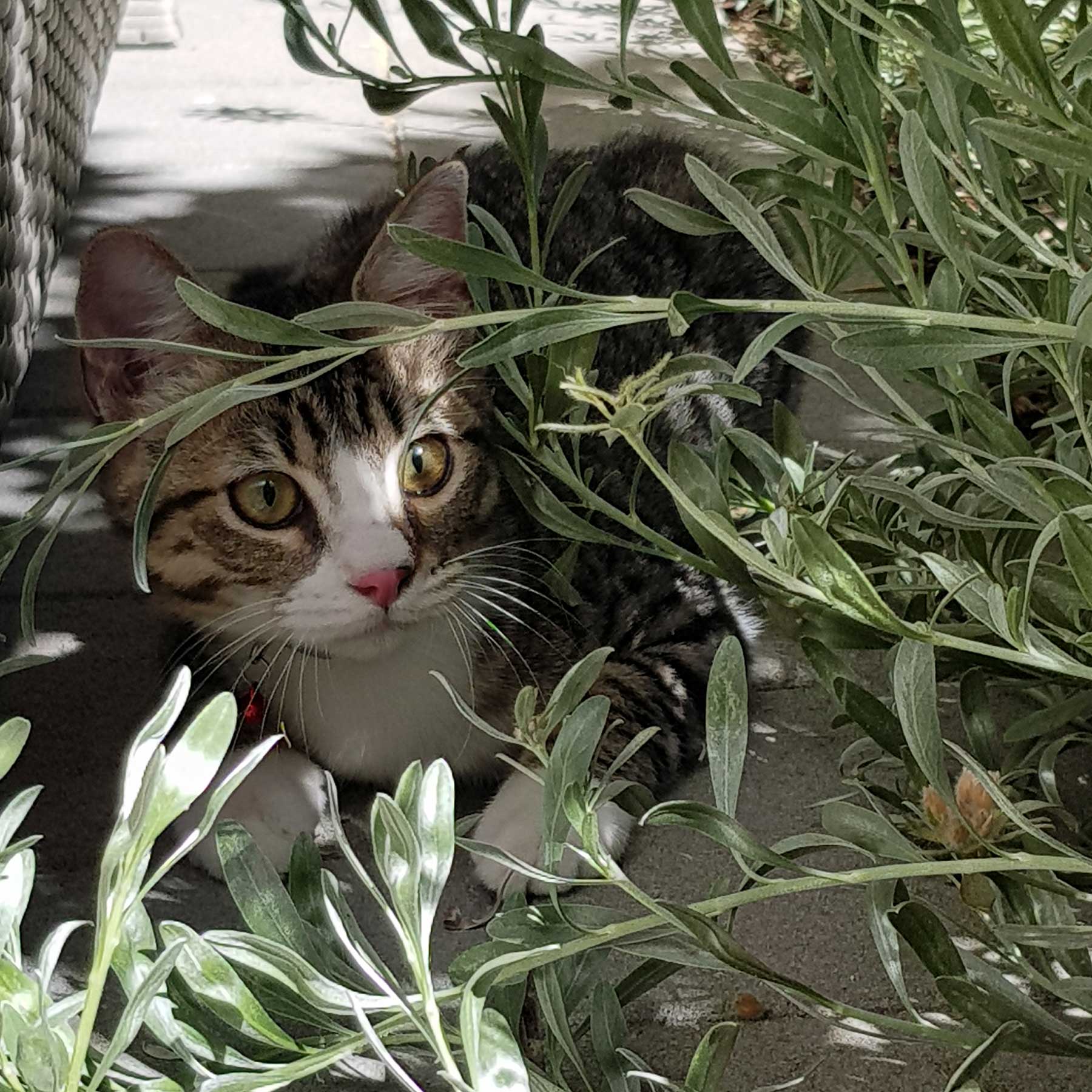 Cat in the bushes